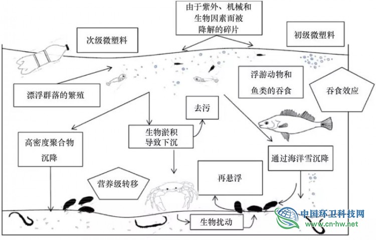 微塑料传输及其生物相互作用的潜在途径