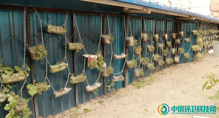 引进“黑水虻”!北京海淀厨余垃圾处理有新招