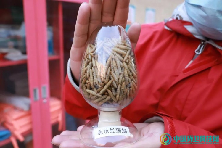 引进“黑水虻”!北京海淀厨余垃圾处理有新招