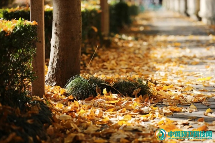 实拍！落叶不扫，上海的秋天美得像童话