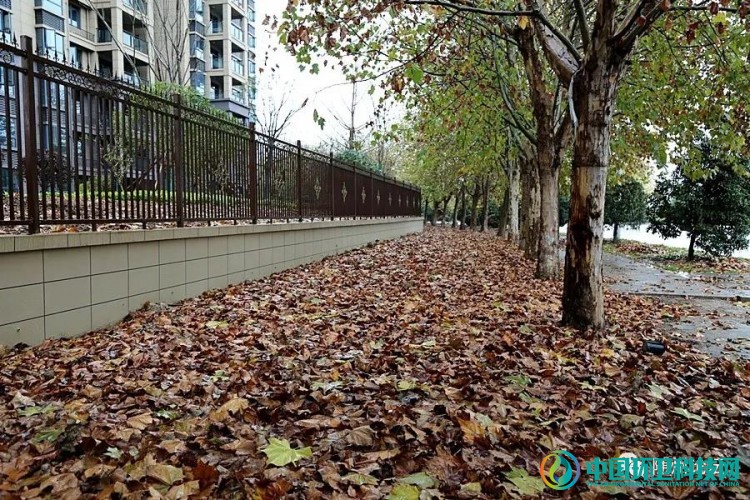 冬雨“扫”落叶！随州环卫工加班加点迎战清洁一线