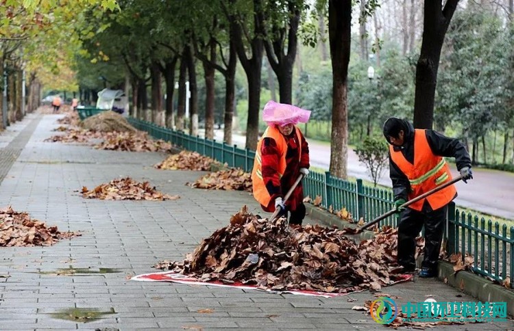 冬雨“扫”落叶！随州环卫工加班加点迎战清洁一线