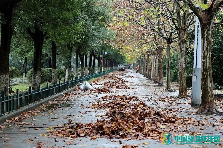 冬雨“扫”落叶！随州环卫工加班加点迎战清洁一线