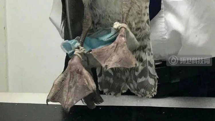 你随意丢弃的口罩，正在杀死它们&hellip;&hellip;