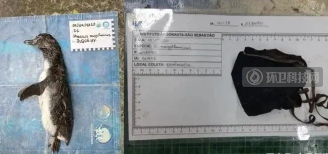 你随意丢弃的口罩，正在杀死它们&hellip;&hellip;