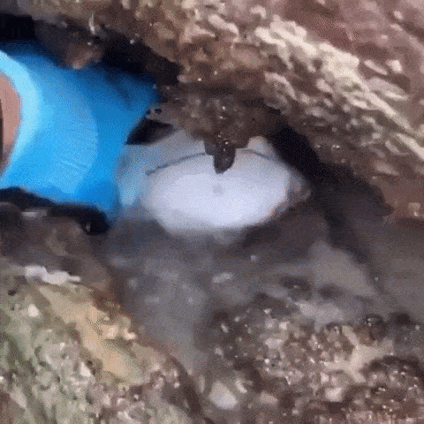 你随意丢弃的口罩，正在杀死它们&hellip;&hellip;