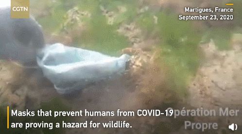 你随意丢弃的口罩，正在杀死它们&hellip;&hellip;