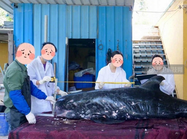 你随意丢弃的口罩，正在杀死它们&hellip;&hellip;