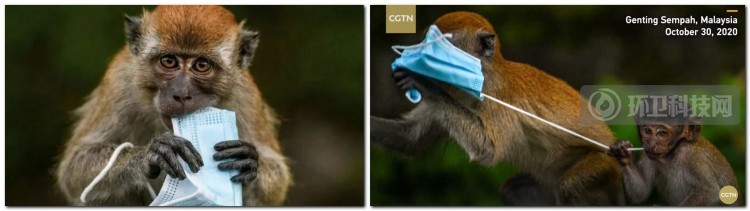 你随意丢弃的口罩，正在杀死它们&hellip;&hellip;