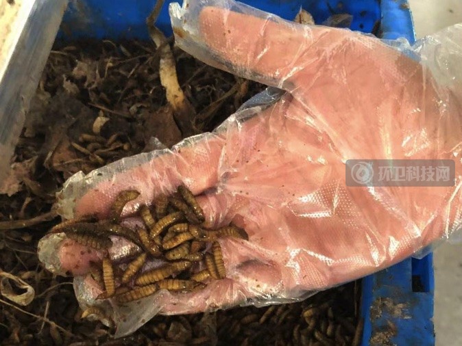 黑水虻幼虫